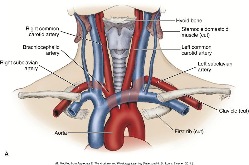 <p>What is the brachiocephalic artery a direct branch of?</p>