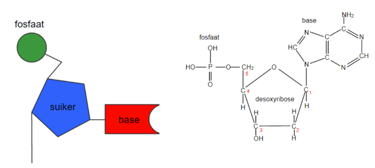 <ol><li><p>base: Adenine (A), guanine (G), cytosine (C), Thymine(T), uracil (U), gekoppeld aan C<sub>1&nbsp;</sub>&nbsp;</p></li><li><p>suiker: aan C<sub>2</sub>&nbsp;desoxyribose bij DNA en ribose bij RNA</p></li><li><p>fosfaatgroep: gekoppeld aan C<sub>3</sub>&nbsp;,de 2 andere fosfaatgroepen worden eraf geknipt bij de bouw van het DNA-molecule</p></li></ol><p></p>