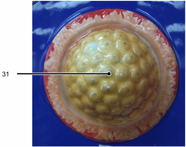<p>Identify the structure labelled as 31</p>
