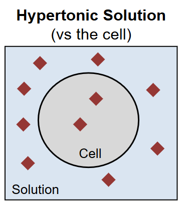 <p>The solution is more concentrated than the cell</p>