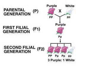 <p>The F2 generation is the second filial generation in a genetic cross, which results from the self-fertilization or mating of individuals from the F1 generation. This generation is crucial in understanding inheritance patterns, as it reveals the segregation and recombination of alleles that define traits in offspring. Analyzing the F2 generation helps illustrate Mendel's principles of dominance and recessiveness, as well as the ratios of different phenotypes and genotypes that arise from genetic crosses.</p>