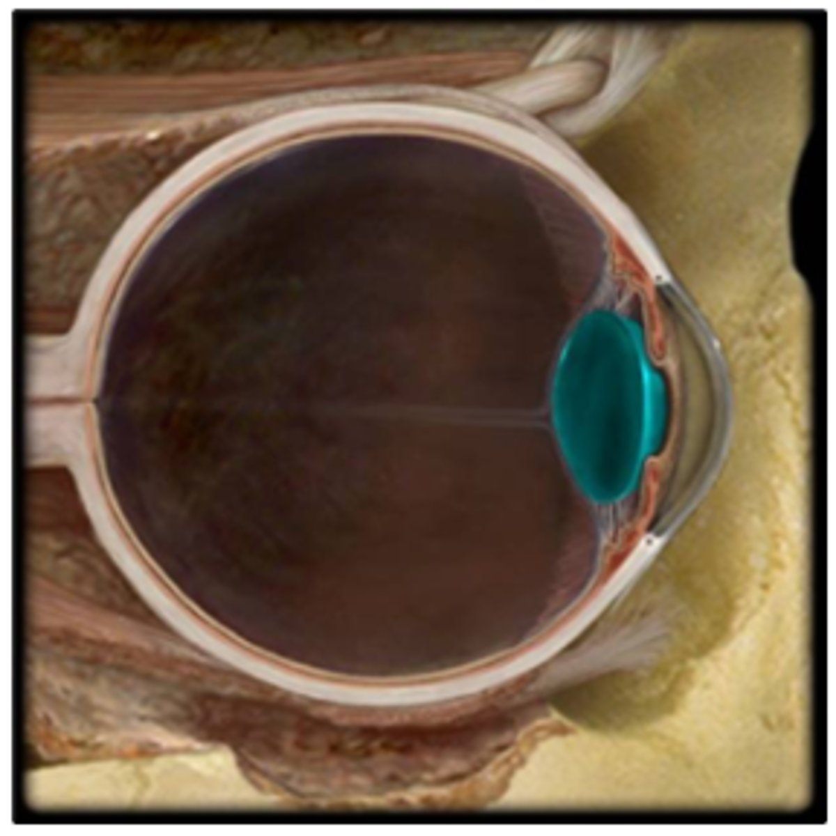 <p>a. cornea</p><p>b. sclera</p><p>c. choroid</p><p>d. iris</p><p>e. lens</p>