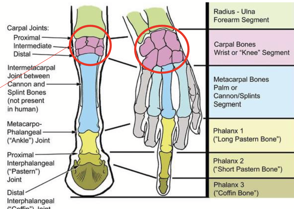 <p>Made up of:</p><ul><li><p>Carpal Joints / Bones</p></li><li><p>Ankle (Metacarpophalangeal) Joint / Bones</p></li><li><p>Pastern (Proximal Interphalangeal) Joint / Phalanx 1-2</p></li><li><p>Coffin (Distal Interphalangeal) Joint / Phalanx 3</p></li></ul><p></p>
