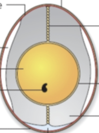 <p>What is the structure and nutrition of eggs?</p>