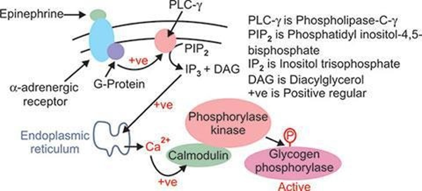 <p>Hormone increasing glycogen breakdown during exercise.</p>