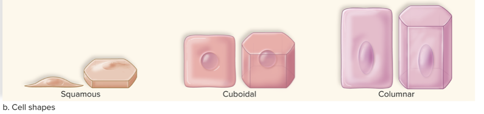 <p>Squamous, cuboidal, columnar&nbsp;</p>