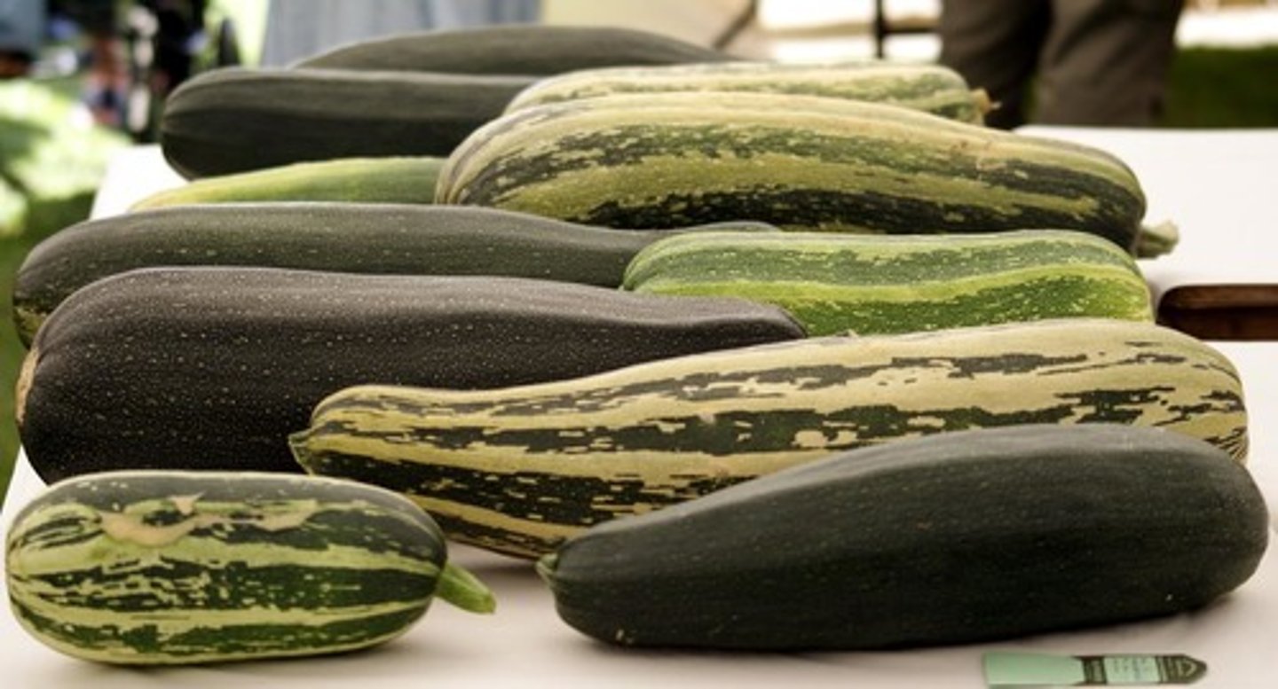 <p>zucchini</p>