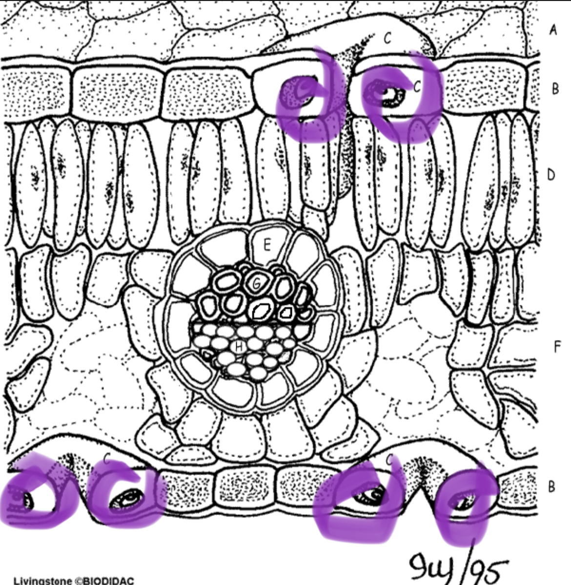 <p>open and close stoma</p>