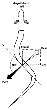 <p>False—everything but the head is used for propulsion.</p>