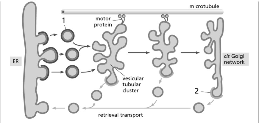 <p>In the following schematic diagram depicting the formation of vesicular tubular clusters between the endoplasmic reticulum (ER) and the <em>cis </em>Golgi network, what major coat proteins are indicated by 1 and 2, respectively?</p>