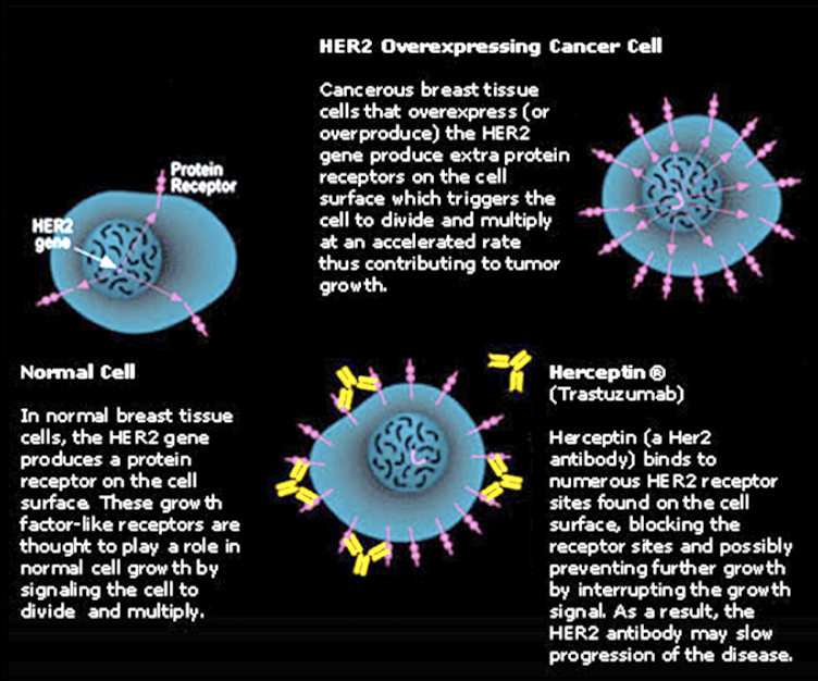<p>Binds to receptor on certain cancer cells, blocking their growth system and marking them for destruction for the immune system</p>