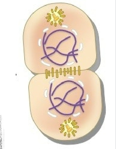 <p>what stage of mitosis is this?</p>