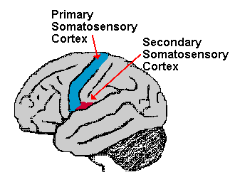 <p>somatosensory cortex</p>