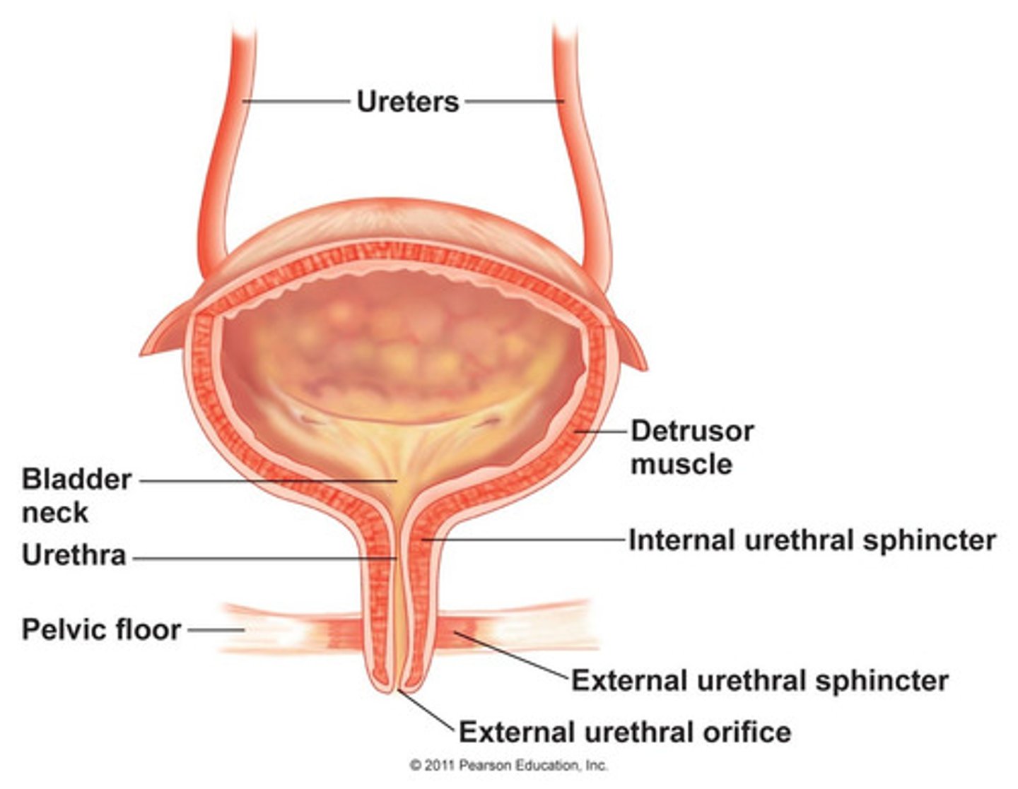 <p>(D) smooth, involuntary</p><p>The internal urethral sphincter is lined by smooth muscle which is under involuntary control.</p>