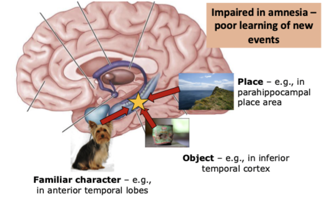 <ul><li><p>impaired in amnesia - poor learning of new events</p></li></ul><p></p>