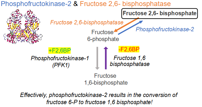 <p>Fructose 2, 6-bisphosphate (F2,6BP) in liver</p>