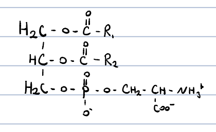 constituents of cell membranes 

it occurs in higher amount in myelin

it is the cofactor for PKC, has a role in blood coagulation and programmed cell death

can act as both a base and an acid