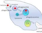<p>Phagocytosis</p>