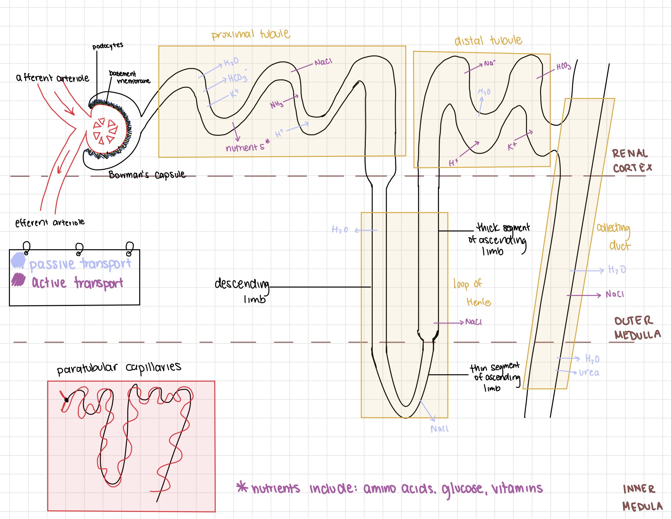knowt flashcard image