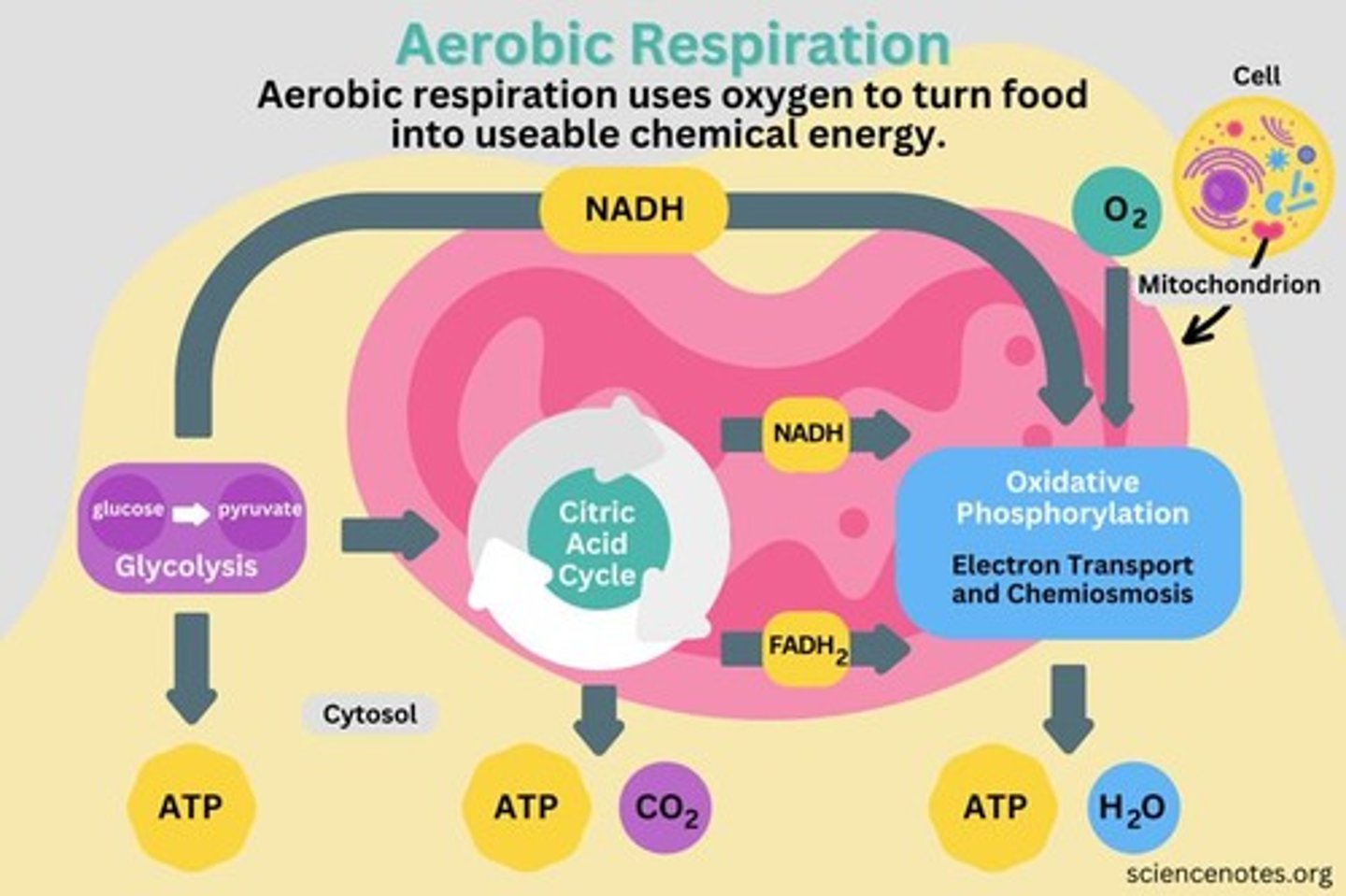 <p>Uses oxygen to convert food into ATP.</p>