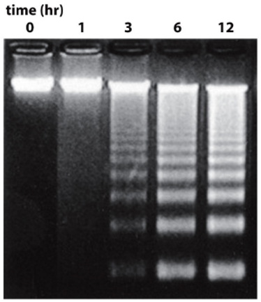 <p><strong>DNA fragmentation</strong> = hallmark feature of apoptosis</p><ul><li><p>Caspase-3 cleaves iCAD → activates <strong>CAD </strong>→ cuts DNA between nucleosomes → DNA fragmentation</p></li></ul><p>In gel electrophoresis → bands indicate DNA </p><ul><li><p>as time goes by, <strong>increased DNA fragmentation</strong> is visualised as increased bands</p></li></ul><p></p>