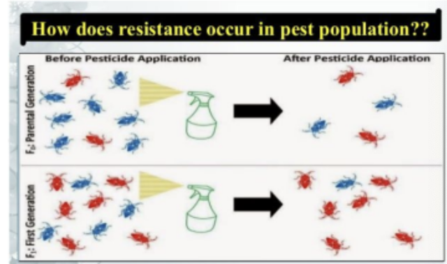 <p>Insect populations can rapidly become resistant to pesticides such as DDT</p><p></p><p>Evolution of drug-resistant viruses and antibiotic - resistant bacteria</p>