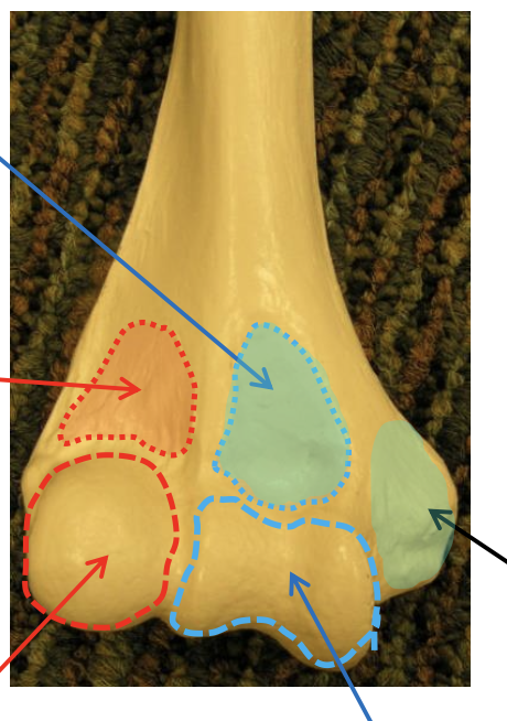 <p>Name the highlighted (teal, rightmost) region.</p>