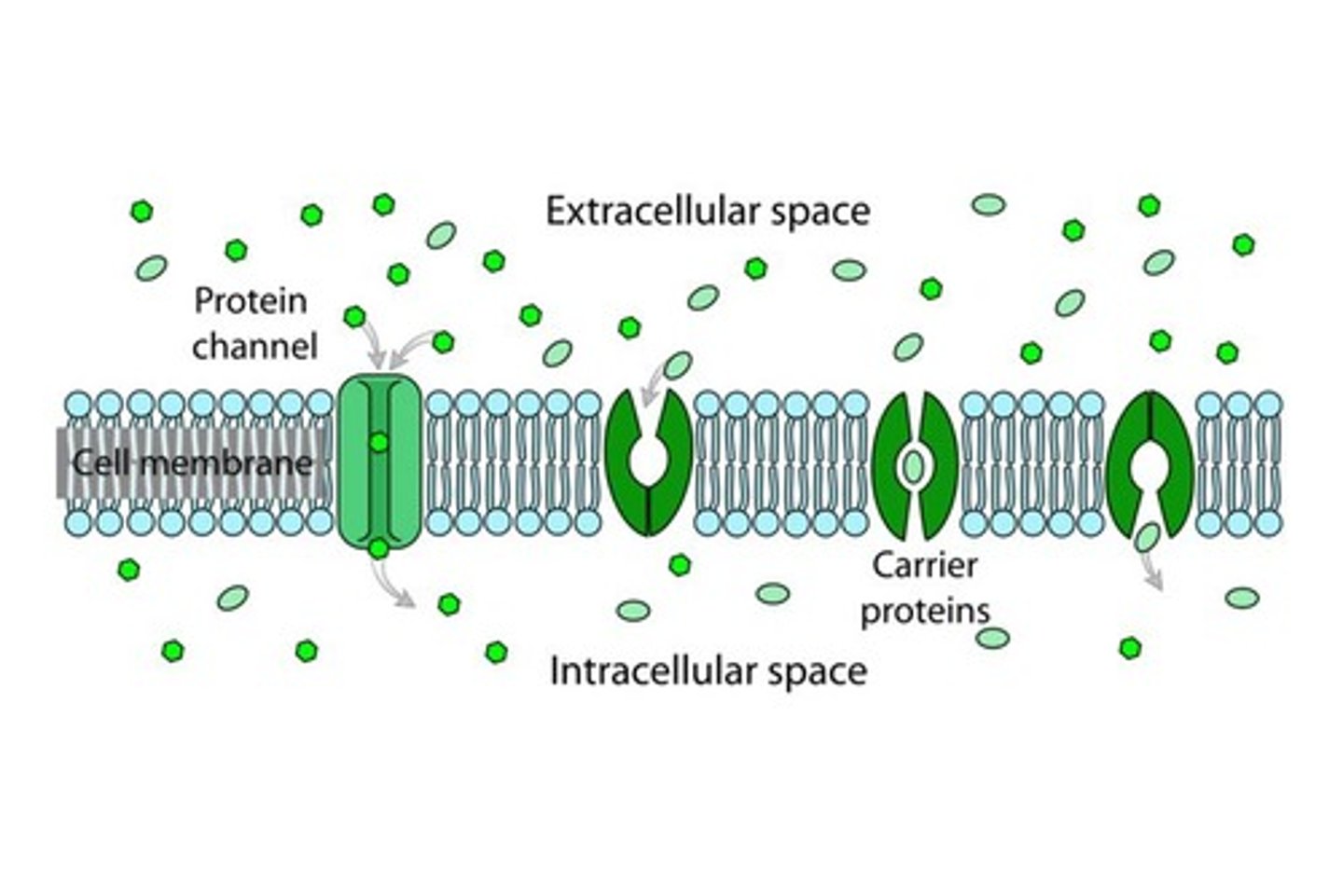 <p>These molecules that use Carriers or Channel Proteins for facilitated diffusion are not able to diffuse across the phospholipid bilayer, but have the concentration gradient required to want to diffuse across the membrane.</p><p>In other words, Channel Proteins and Carriers enable the diffusion that cannot occur directly across the Cell Membrane.</p>