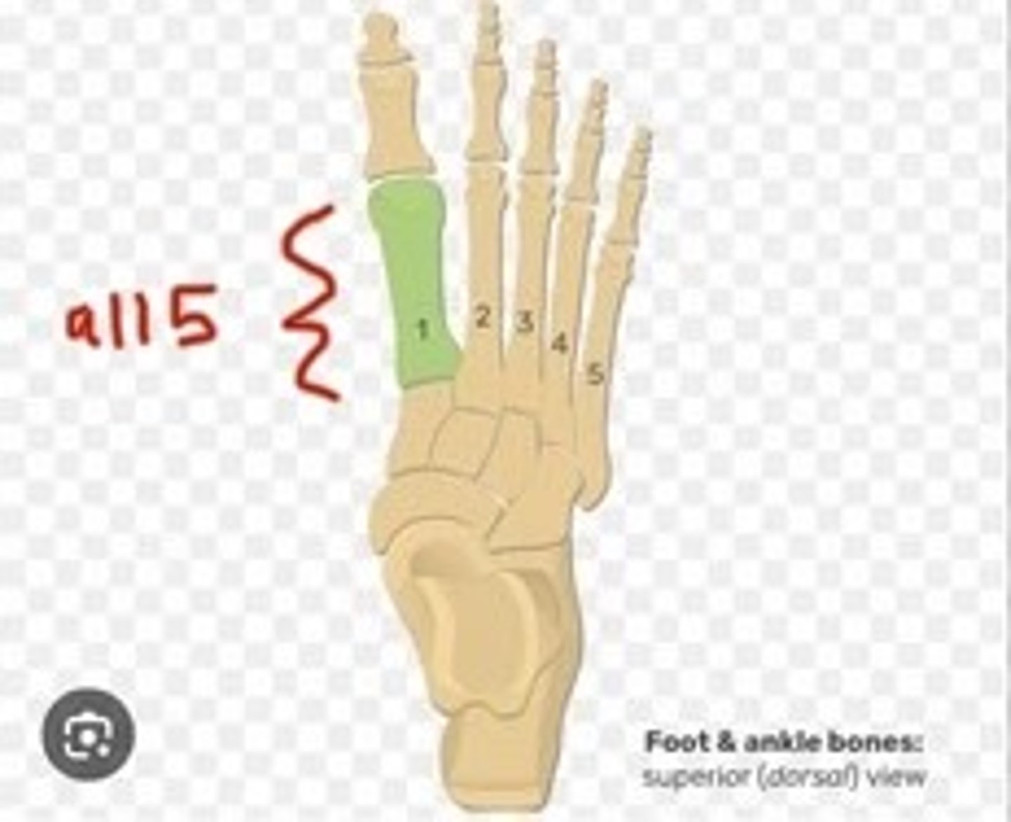 <p>Five bones forming the foot's arch.</p>