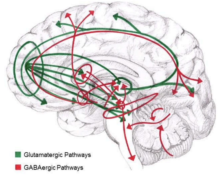 <ul><li><p>a small amino acid neurotransmitter, and the primary excitatory neurotransmitter of the brain</p></li><li><p>glutamatergic projections are widespread and found throughout the CNS (green)</p></li><li><p>excessive activity is associated with&nbsp;excitotoxicity, a phenomenon in which a stroke or physical trauma (e.g. TBI) provokes excessive release of glutamate that overexcites neurons, eventually killing them (induced apoptosis)</p></li></ul><p></p>