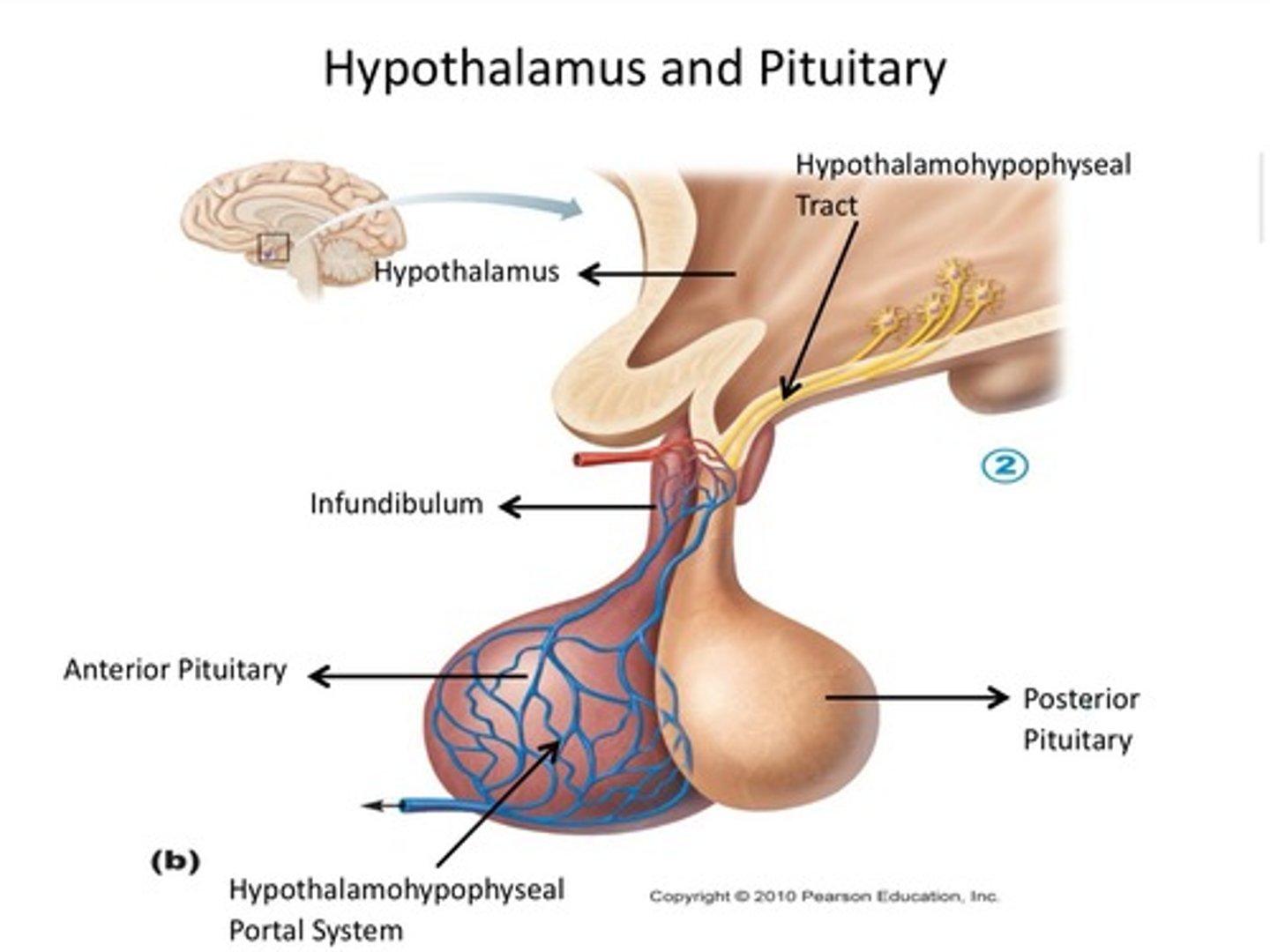 <p>Blood vessel system linking hypothalamus and pituitary.</p>