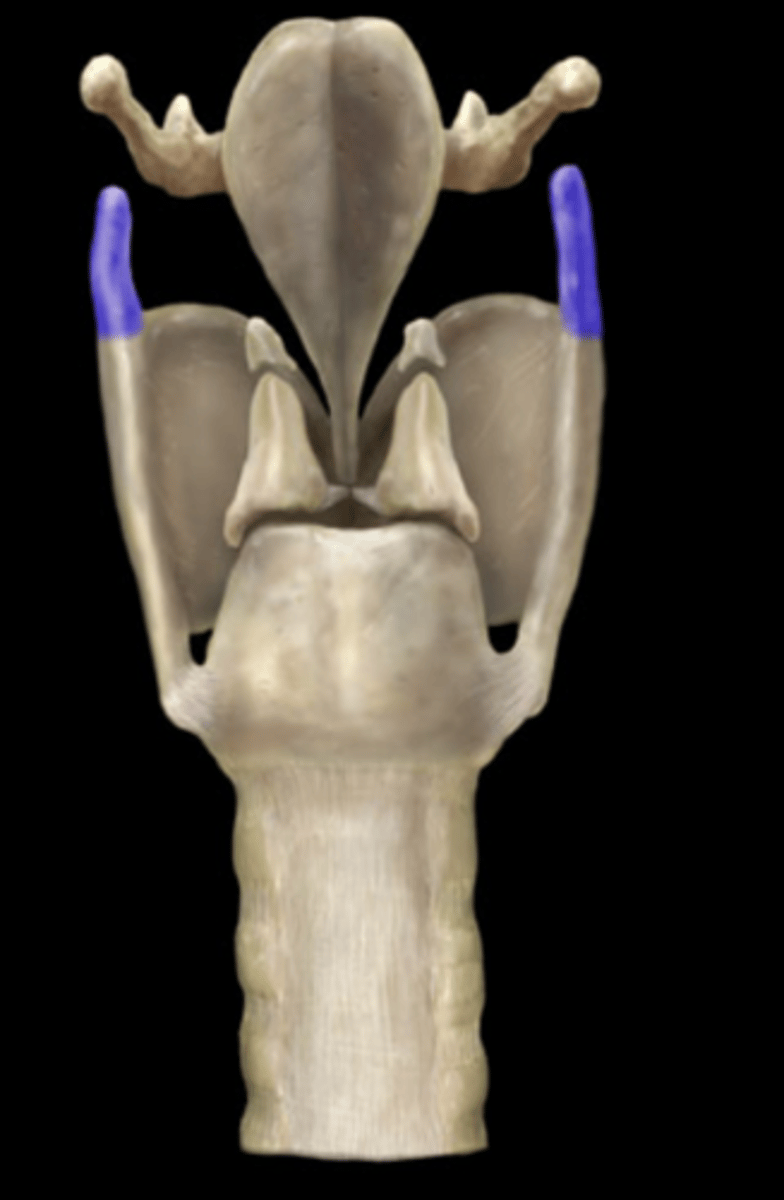 <p>Name the Part of the Thyroid Cartilage</p>