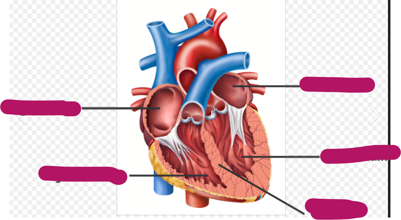 <p>Define atrium</p><p>Define ventricle </p><p>Fill in the picture</p>