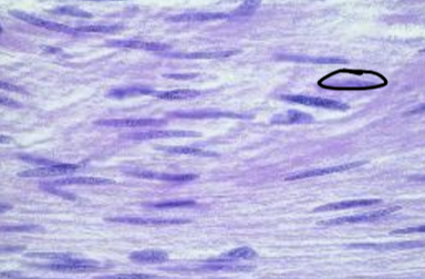 <p>what tissue is depicted in the image</p>