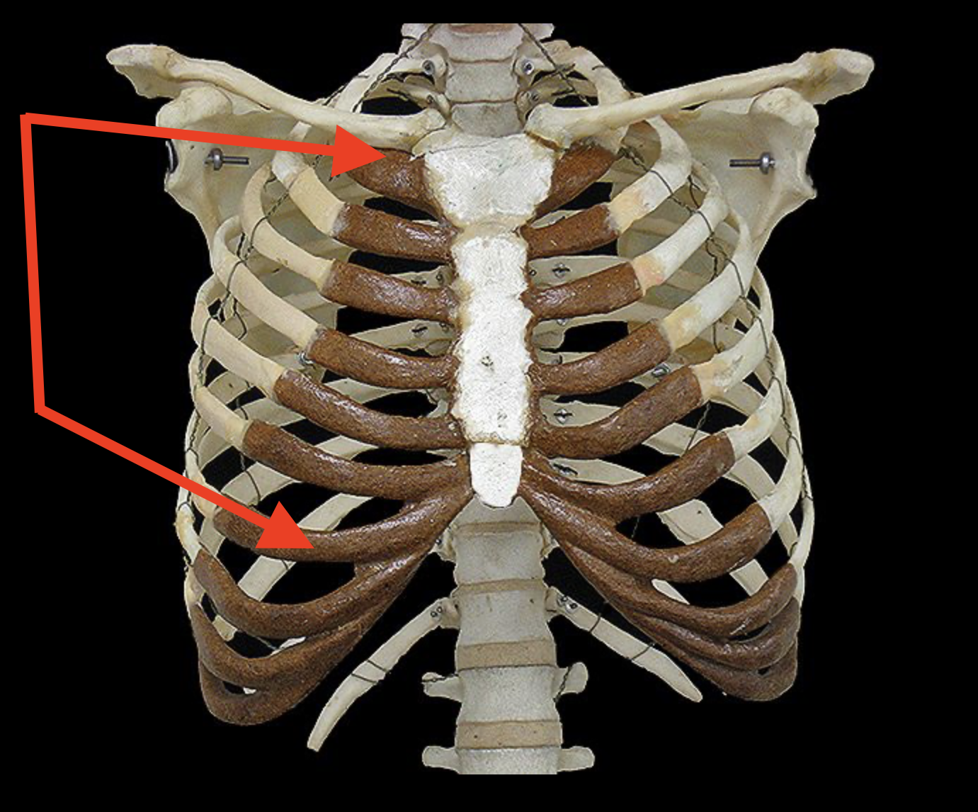 <p>Structures included in the arrows include</p>