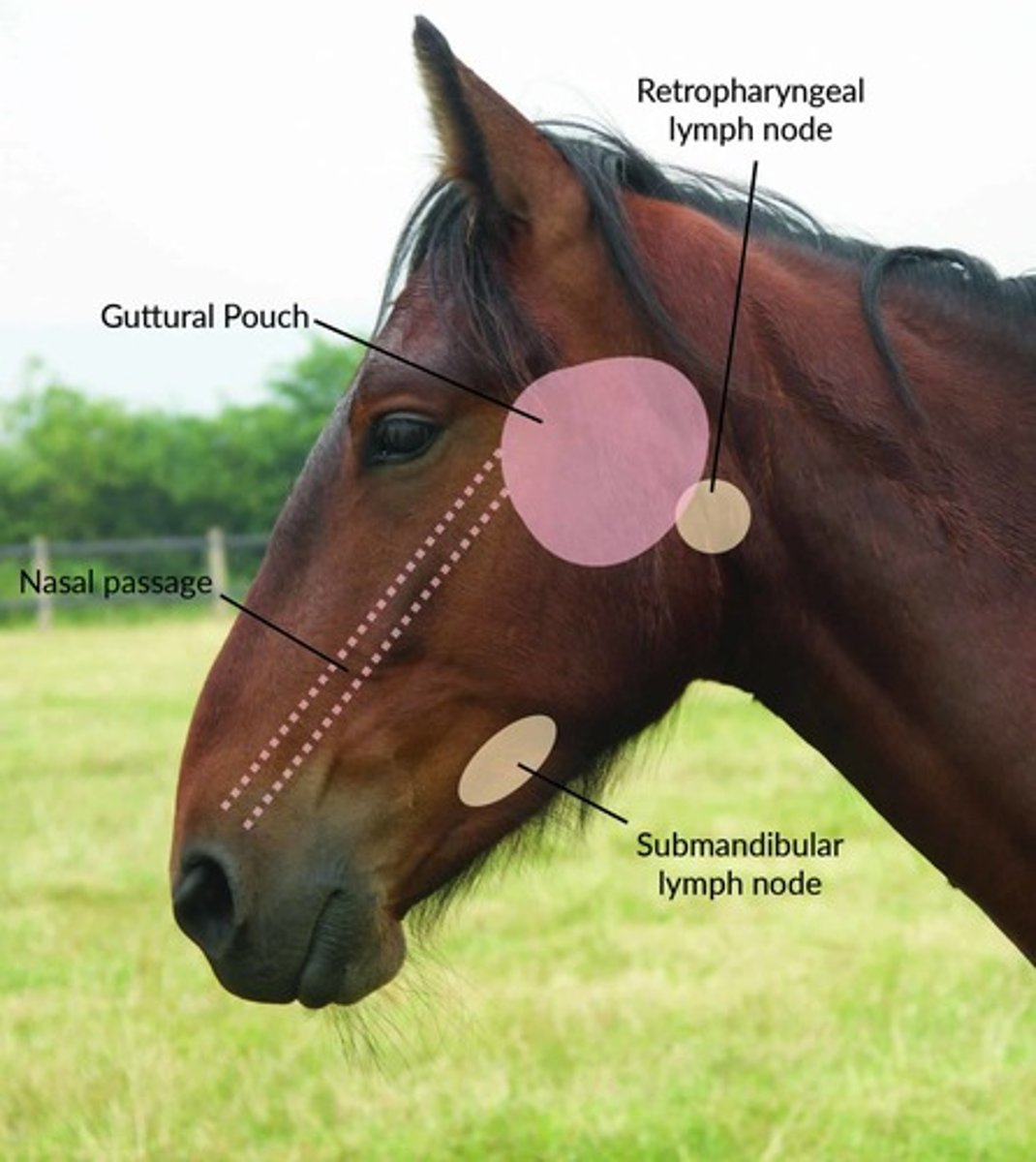 <p>submandibular</p><p>- caudal to facial artery</p><p>retropharyngeal</p><p>- dorsolateral edges of larynx</p><p>parotid</p><p>- caudal to ramus of mandible</p><p>prescapular</p><p>prefermoral</p><p>Iliac </p>