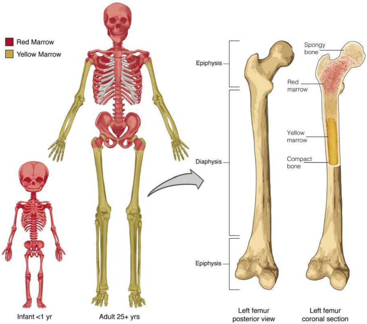 <p>Flat bones: ribs, sternum, skull Irregular bones: vertebrae, hip bones Long bones: proximal epiphysis of femur and humerus</p>