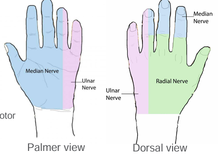 <p>Entrapment/compression or tension/elongation of: </p><ul><li><p>Median nerve </p></li><li><p>Ulnar Nerve</p></li><li><p>Radial nerve </p></li><li><p>Stingers and Burners (Cx)</p></li></ul><p></p>