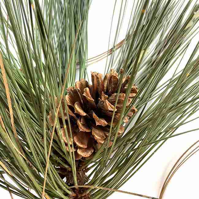 <p>3 needles per fascicle</p>