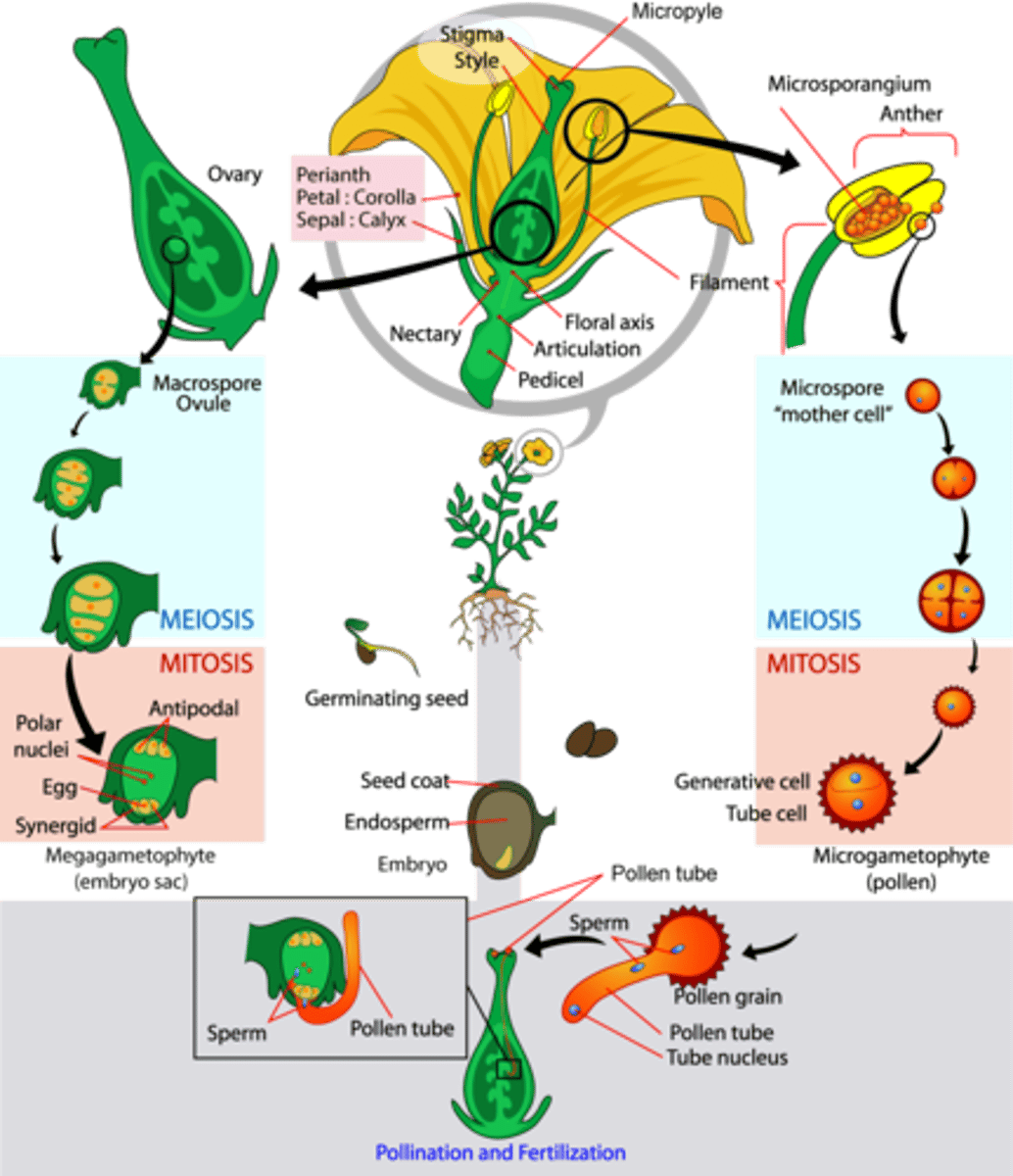 <p>fertilization and the creation of a zygote</p>