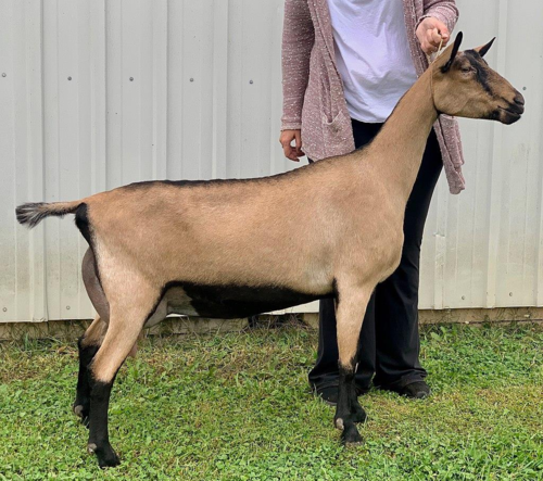 <ul><li><p>long neck</p></li><li><p>looks royal</p></li></ul><p></p>