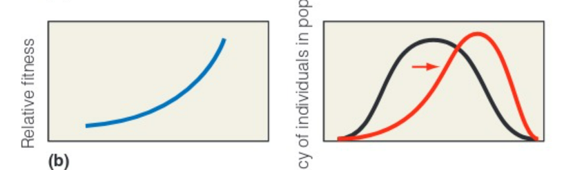 <p>the distribution of phenotypes shifts towards one end of the distribution</p>