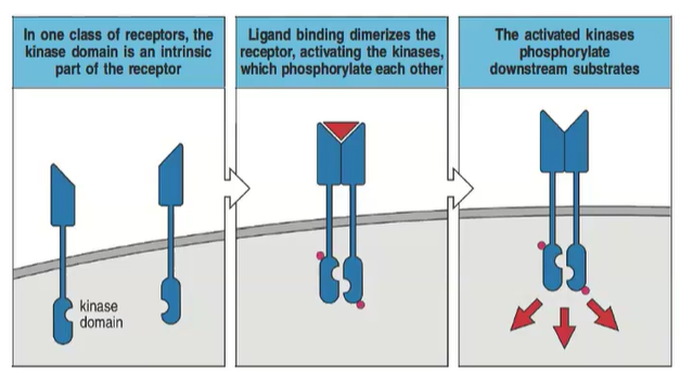 <p>Ligand binding dimerizes the receptor, activating the kinases which phosphorylate each other and downstream substrates.</p>