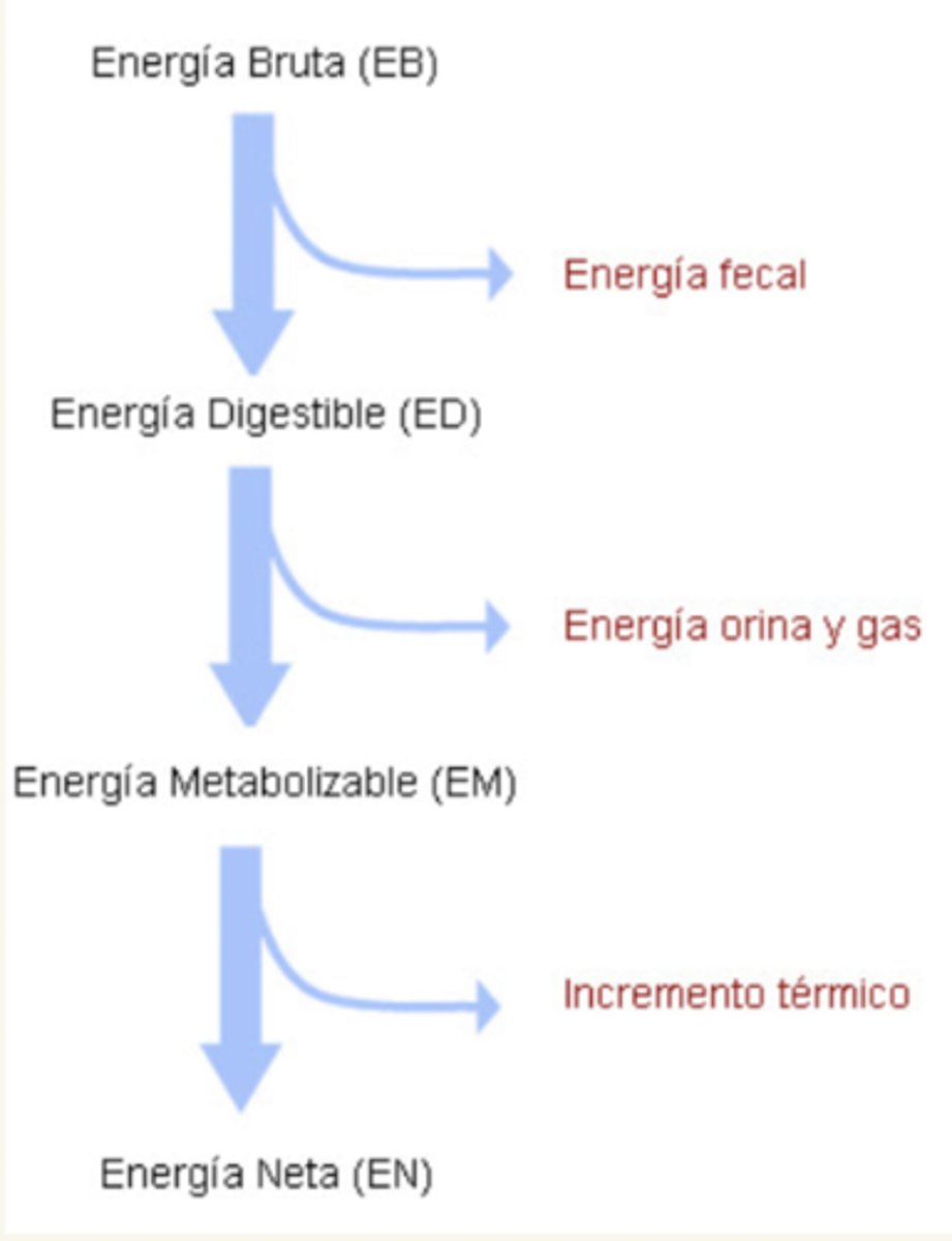 <p>la energía total contenida en el alimento</p><p>heces (energía fecal)</p>