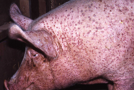 <p>Allergic reactions to mite antigens → Itching, erythema, papules, parakeratosis, skin crusts, alopecia, weight loss, poor growth rates, death in piglets, rubbing, chronic head shaking, and crusty exudate in the ear canal</p>