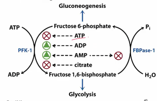 *F2,6-BP* & AMP