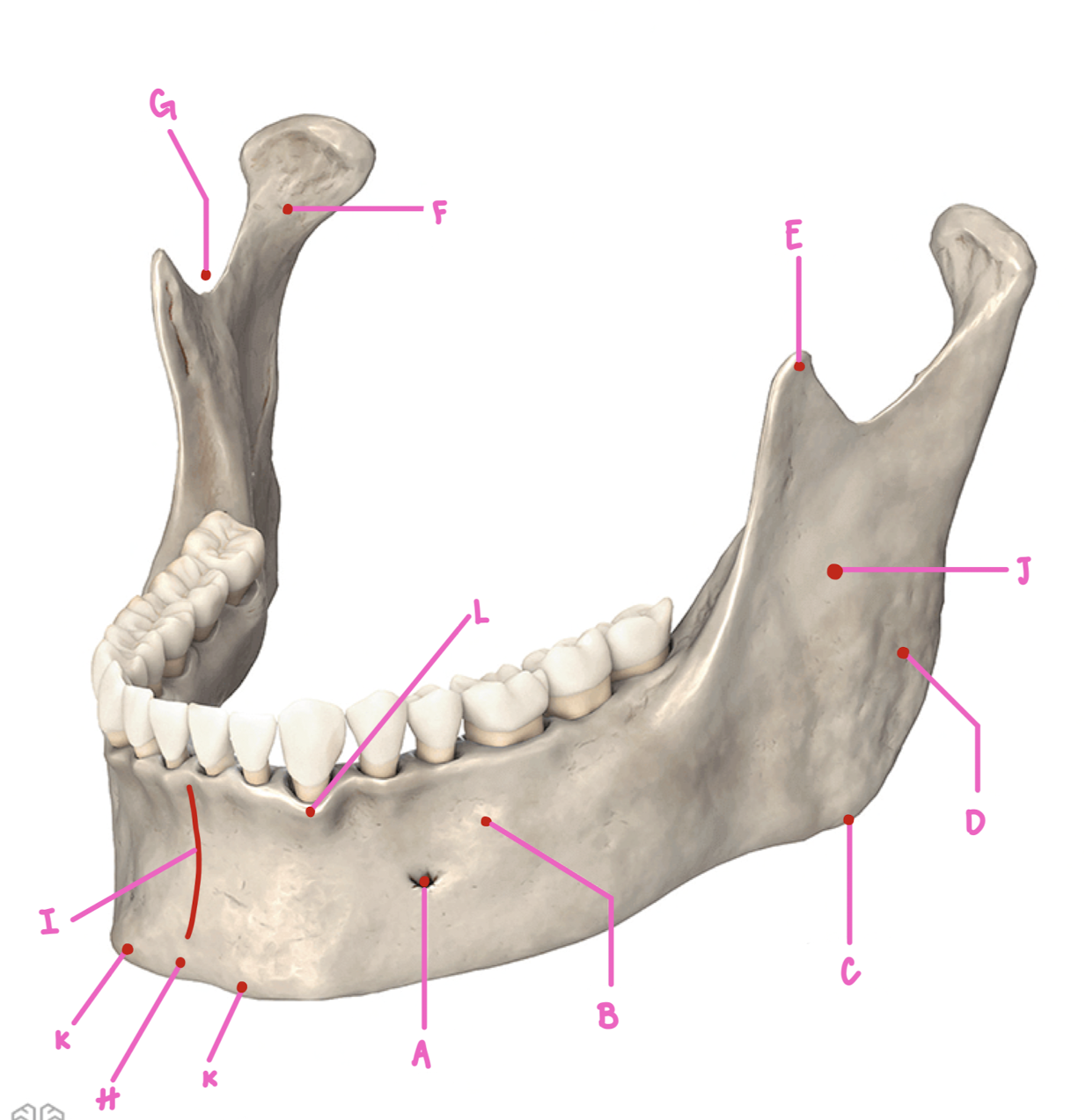 <p>Name the part of the mandible labeled B</p>
