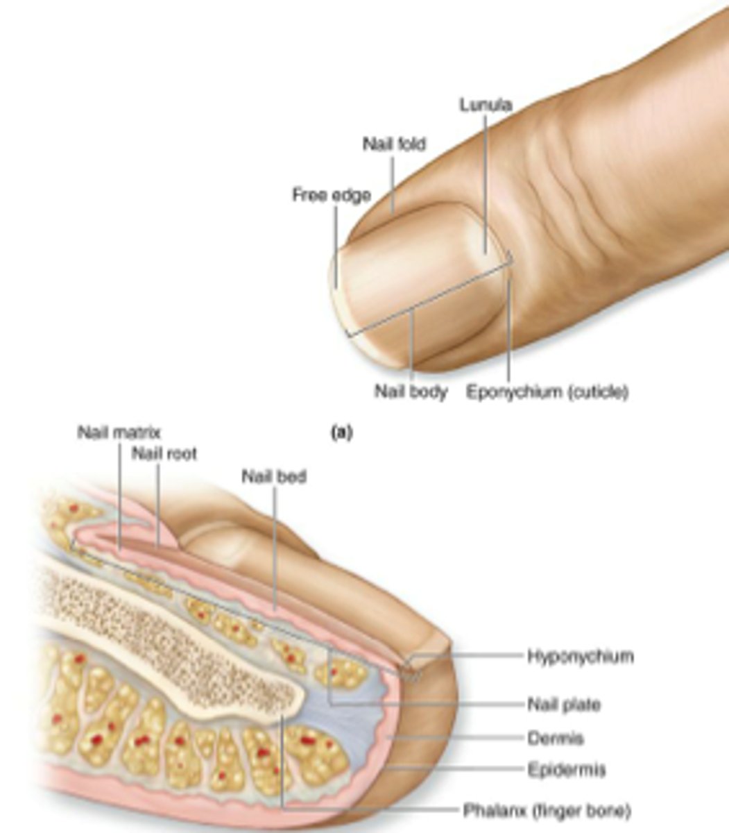 <p>- Nail plate</p><p>- Nail bed</p><p>- Nail root</p><p>- Cuticle</p><p>- Nail fold</p><p>- Lunula</p><p>- Free edge</p>