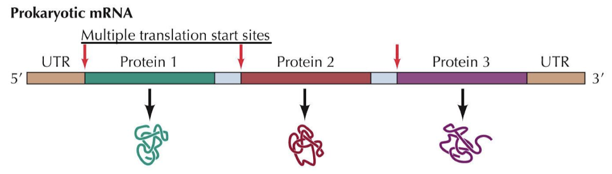 <p>Polycistronic refers to an mRNA molecule that encodes two or more different proteins. There are multiple translation start sites on this mRNA. AUG and a Shine-Dalgarno sequence are needed to start.</p>