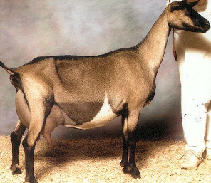 <p>What breed is this?</p>